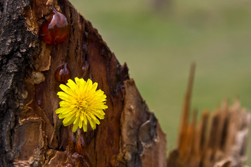 Isolated yellow flower and honey on a  stump