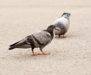 dove on the road