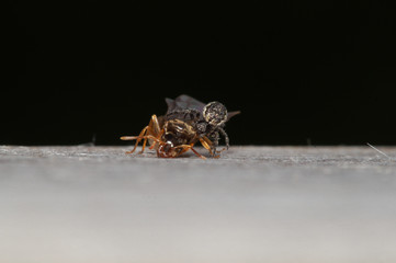 Spider feeding on flying ant