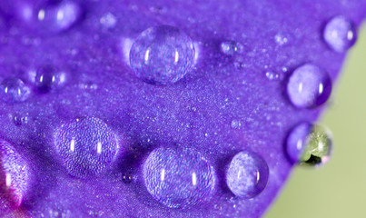drops of water on a blue flower in nature. close