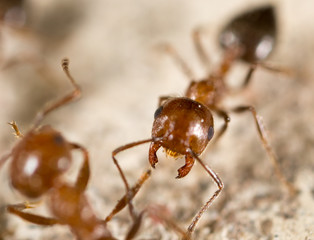 ant in nature. super macro