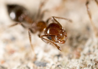 ant in nature. super macro