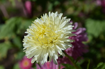 Sommerastern blühen im Garten