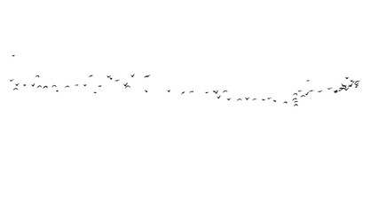 Fototapeta premium flock of birds on a white background