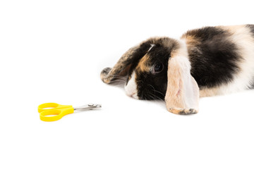 Haustier und Pflege