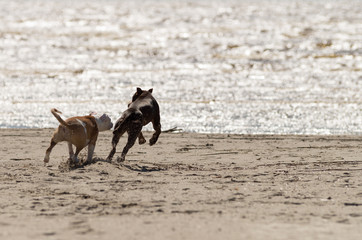 red and white amstaff and putbull running on the sandy beach on sunny day