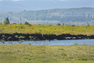 Flock of geese taking flight from river, Jackson Hole, Wyoming.