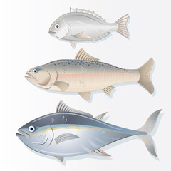 Obraz premium Set of Edible Fishes. Dorado, Salmon and Tuna