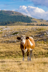 Cows grazing on the plateau in the Abruzzo (Italy)