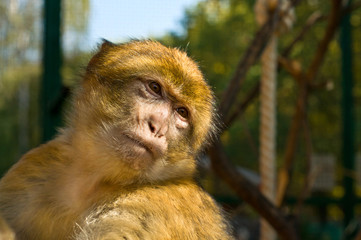 Fototapeta premium The portrait of Macaque monkey