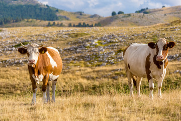 Cows grazing on the plateau in the Abruzzo (Italy)