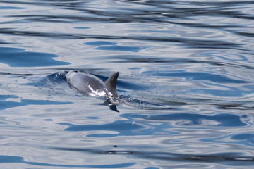 LaReunion201508-391