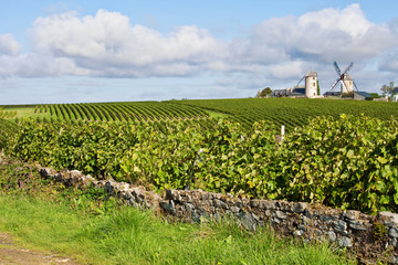 Vigne en bord de Loire > Layon > France