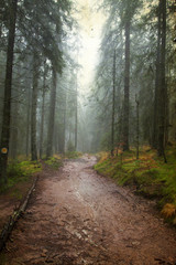 Vintage photo of pathway through the autumn woods
