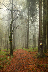 Naklejka premium Vintage photo of pathway through the autumn woods