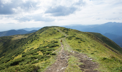 scenic edge of the Carpathian Mountains. Ukraine