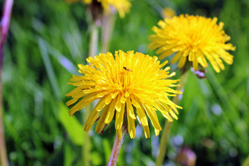 Bright yellow flower dandelion