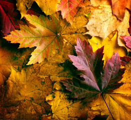 Autumn leaves background