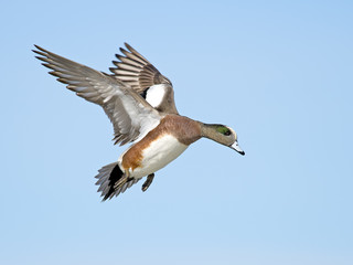 A male American Wigeon in flight