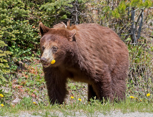 Cinnamon American Black Bear eats a dandelion