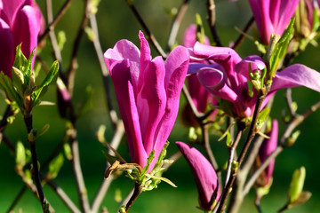 Magnolia liliiflora close