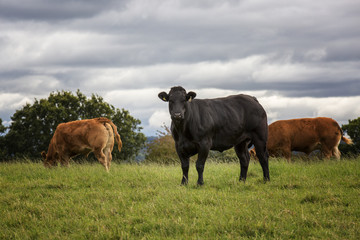 Close shot of a cow in a field