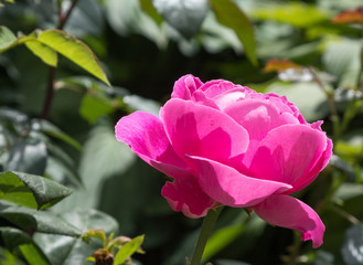 beautiful flower opens its bud in the sun