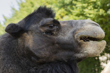 Bactrian Camel