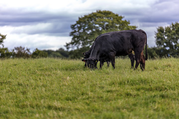 Naklejka na ściany i meble Cow eating in a field