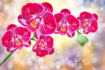 Plakat orchid flower