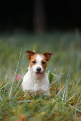 Game Jack Russell Terrier © Anna Averianova