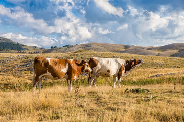 Cows grazing on the plateau in the Abruzzo (Italy)