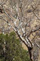 Arizona Sycamore trees in 