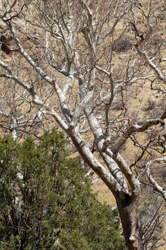 Arizona Sycamore trees in "Cochise Stronghold" in Arizona's Dragoon Mountains