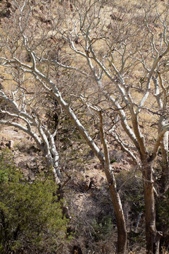 Arizona Sycamore trees in "Cochise Stronghold" in Arizona's Dragoon Mountains