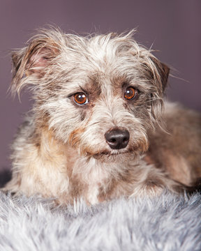 Cute Small Terrier Crossbreed on Grey