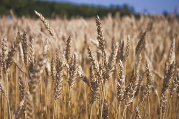 Triticum field
