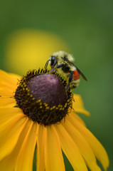 Bee on Brown Eyed Susan