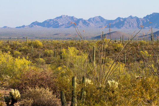 Flowering Ocotillos, Giant Saguaros, Chollas, and Brittlebush at Organ Pipe Cactus National Monument