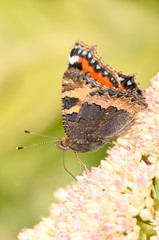 Butterfly with extended proboscis on pink flowers.