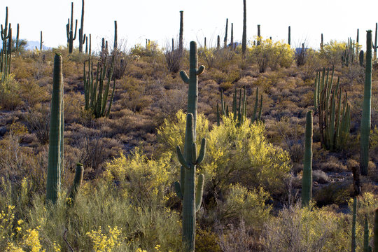 Giant Saguaros, Organ Pipes, and yellow Palo Verdes at Organ Pipe Cactus National Monument