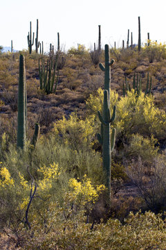 Giant Saguaros, Organ Pipes, and yellow Palo Verdes at Organ Pipe Cactus National Monument