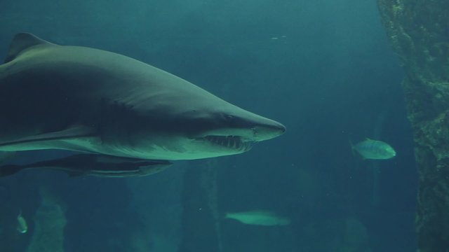 tiburón toro