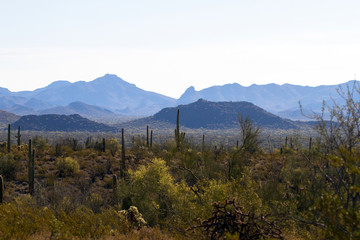 Dawn at Organ Pipe Cactus National Monument on the US-Mexico border