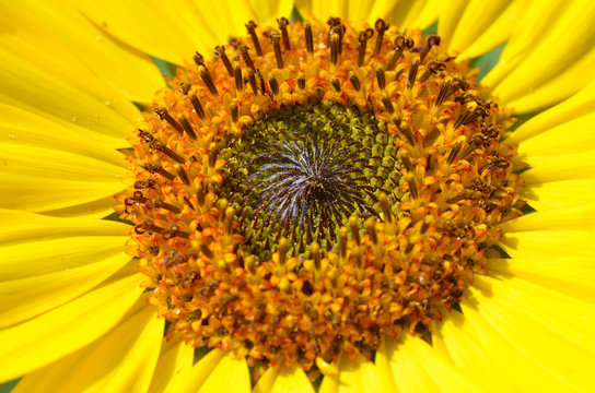Yellow Sunflower Center