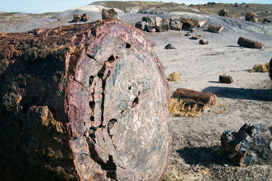Cutaway section of a fossilized tree in Petrified Forest National Park in Arizona