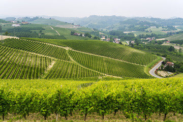 Landscape in Langhe (Piedmont)