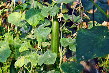 Cucumbers