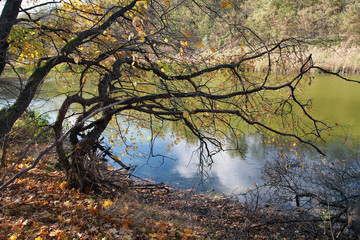 Tree branches without leaves tipped over the river. Autumn lands