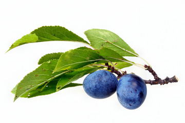 Plums fruit